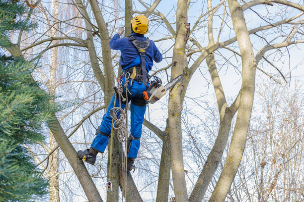 Best Tree Disease Treatment  in Ronkonkoma, NY